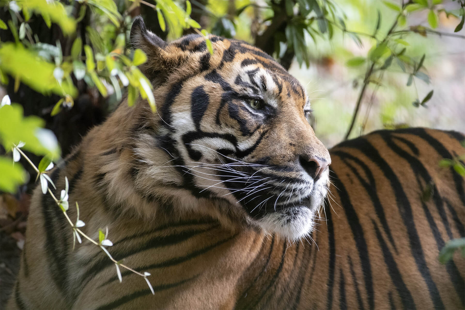 Asu, mâle tigre de Sumatra