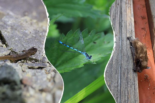 Biodiversité locale : 3 espèces rares détectées près du ZooParc !