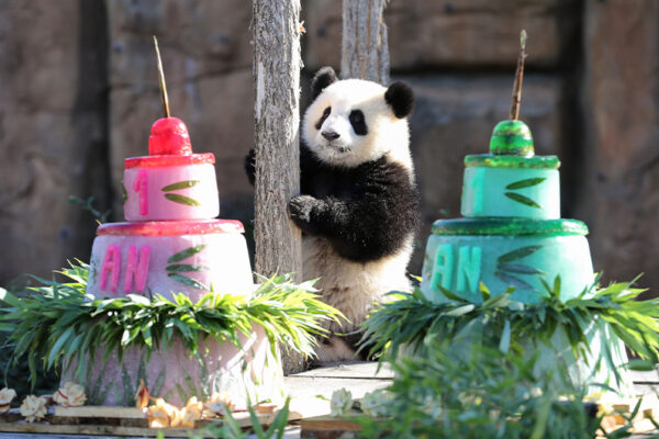 1 an des jumelles panda : un anniversaire célébré magistralement en noir et blanc