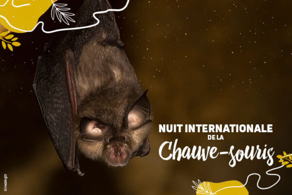 Nuit Internationale de la chauve-souris : le seul mammifère volant !