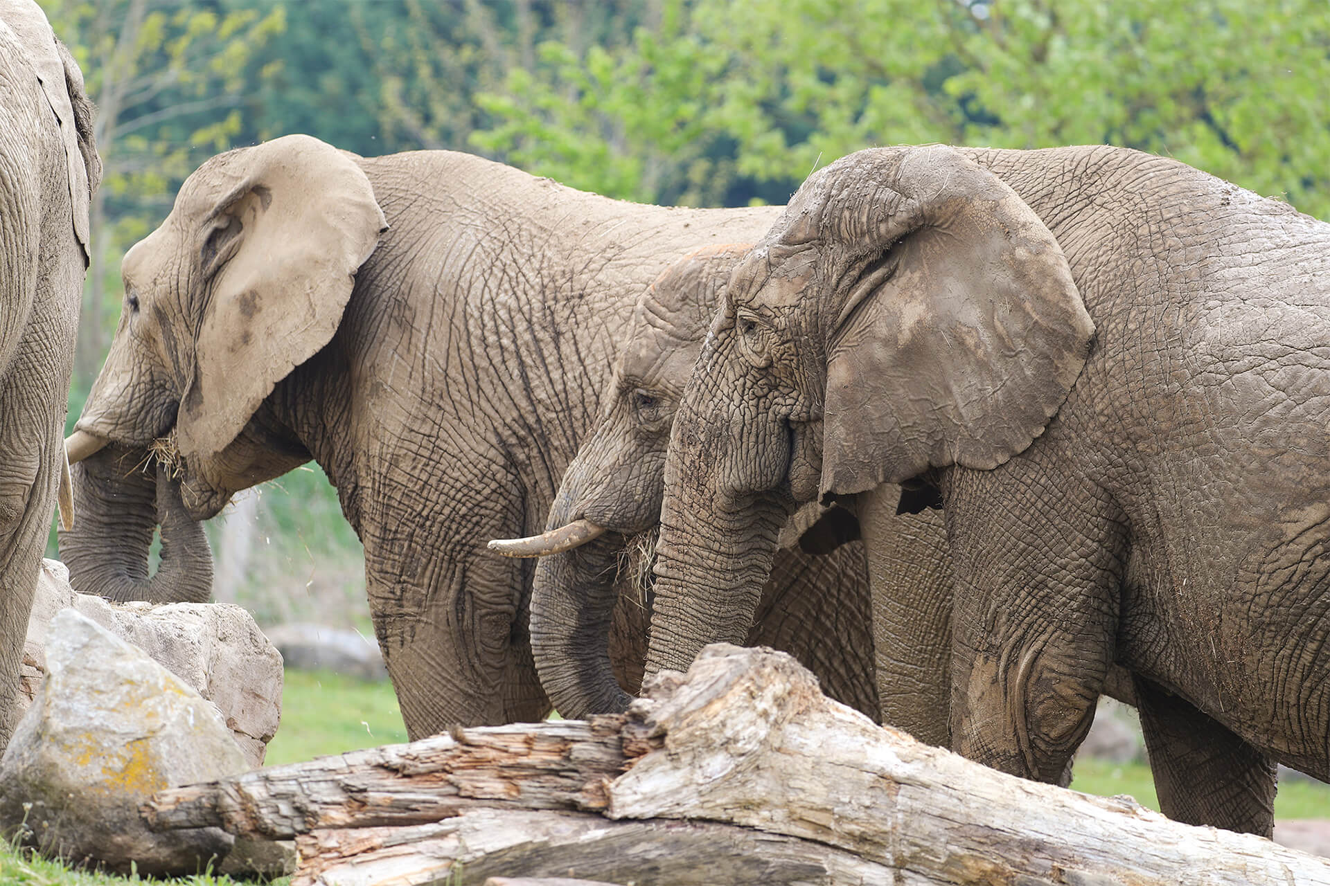Groupe femelles éléphants