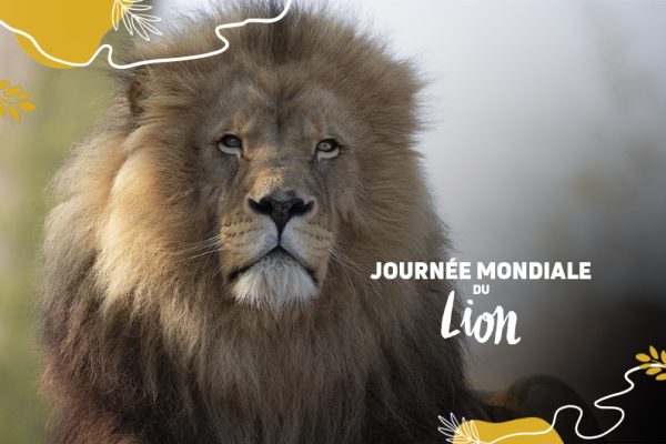 Journée mondiale du lion : un fauve à protéger !