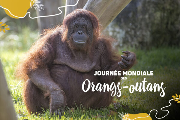 Journée mondiale des orangs-outans : ceux de Bornéo « en danger critique » d’extinction