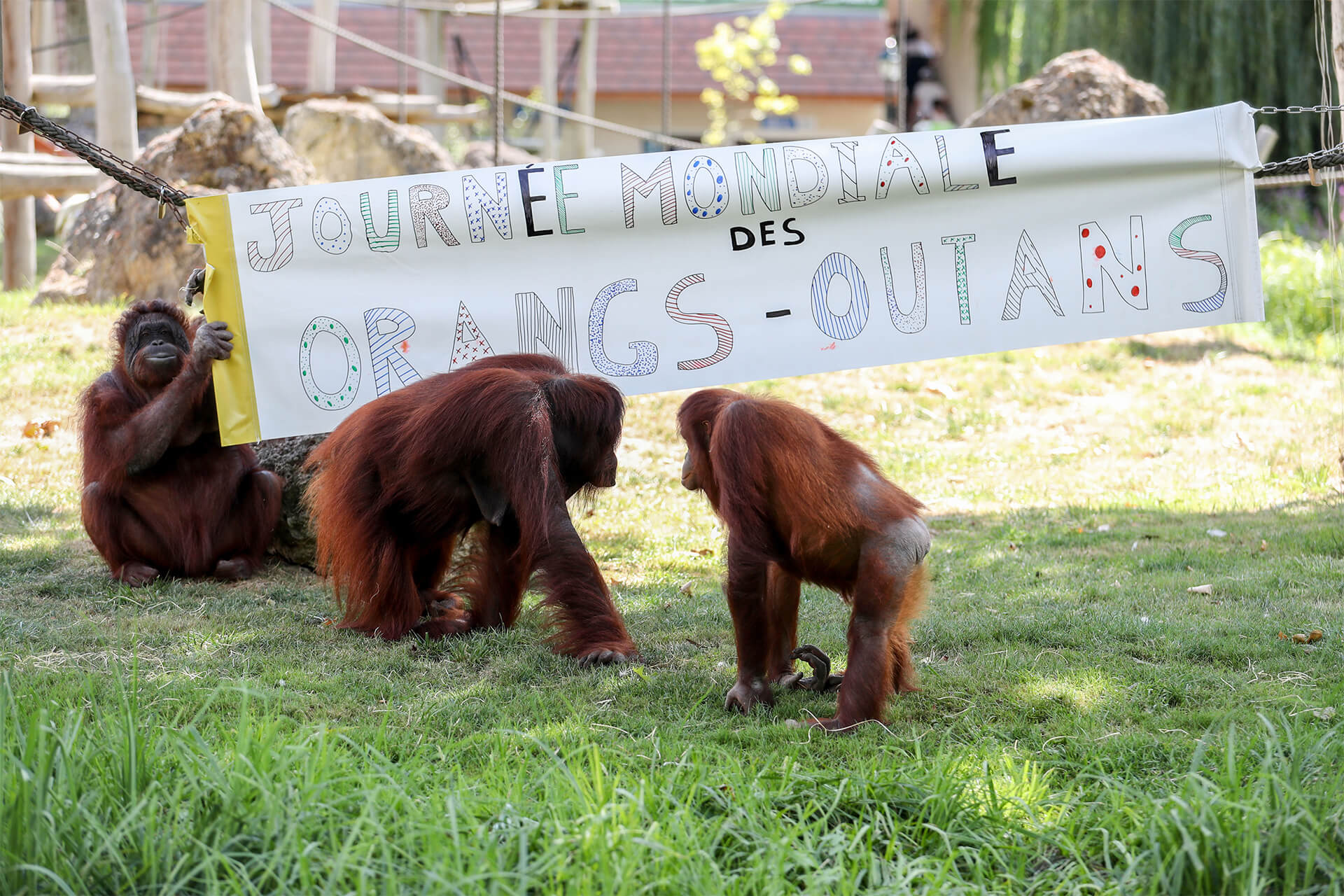 banderole journée mondiale avec les orangs-outans
