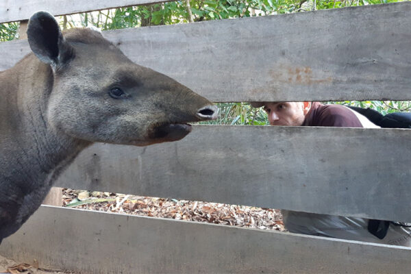 Tapirs terrestres : des avancées marquantes du programme LTCI mené au Brésil