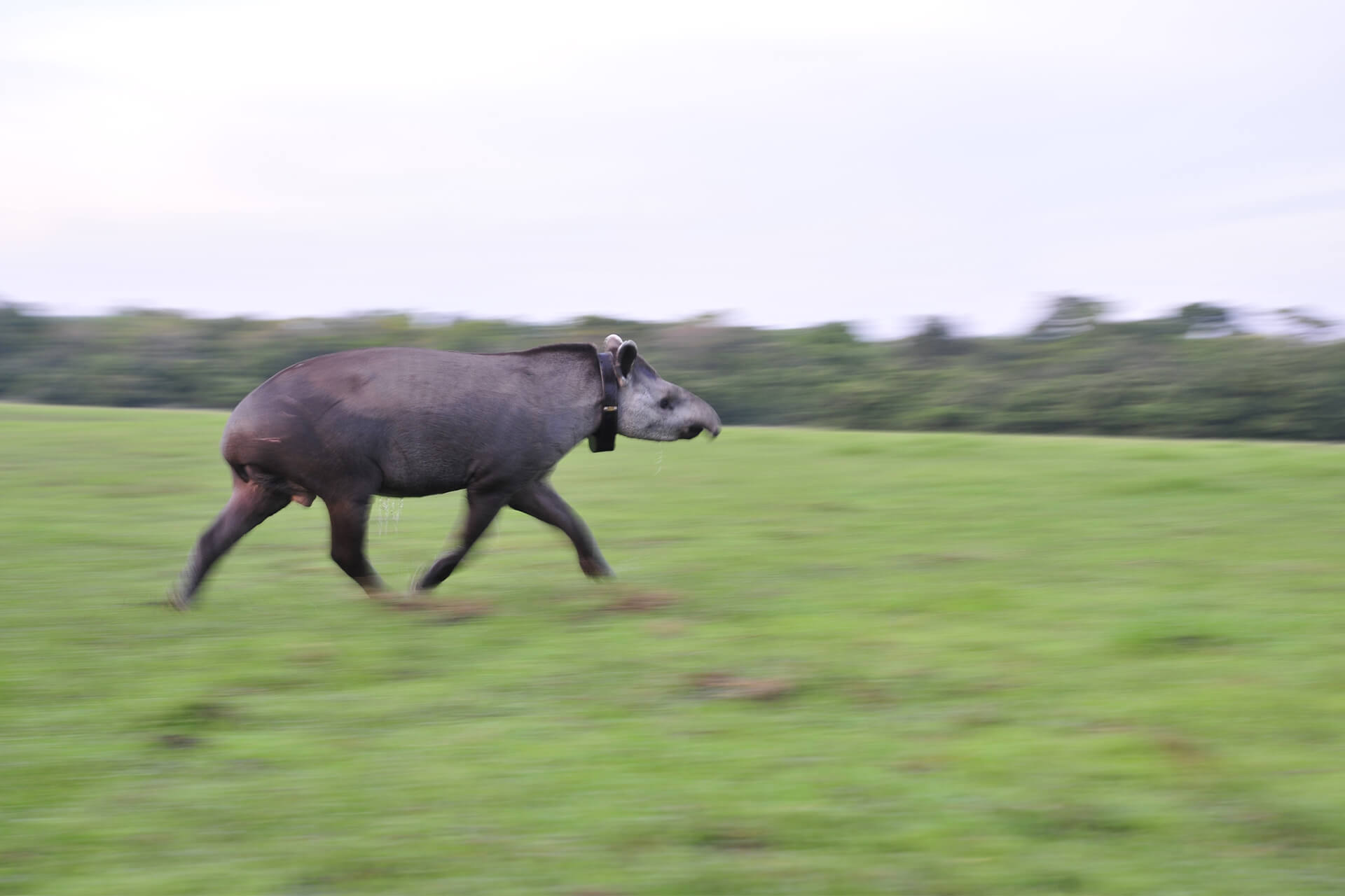 tapir avec collier GPS