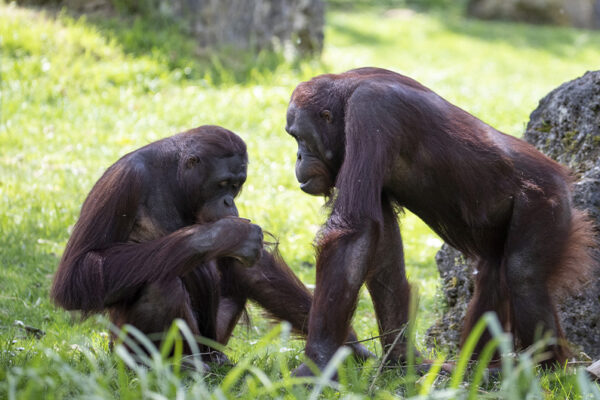 La pression sociale détermine les règles de conversation chez les Grands Singes