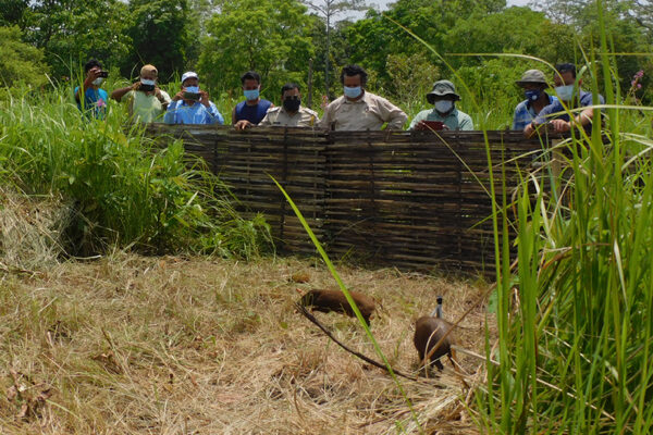 Les cochons pygmées réintroduits en Inde