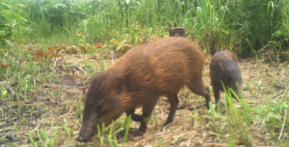 cochon pygmée vu dans une caméra piège