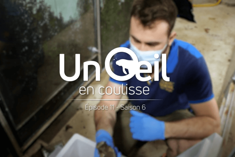 L’arme “fatale” des grenouilles de lait !