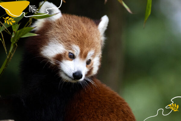 Journée Internationale du panda roux : à Beauval, ça dure 2 jours !