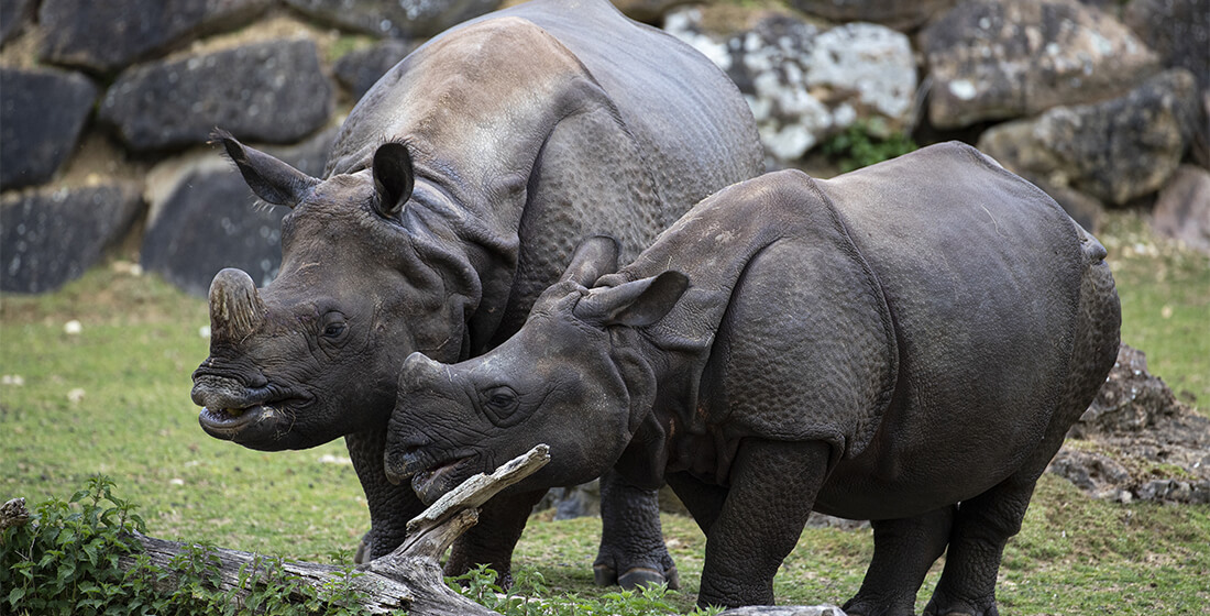 rhinocéros indiens