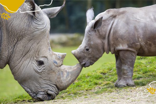 Journée mondiale du rhinocéros : 2 espèces à admirer à Beauval !