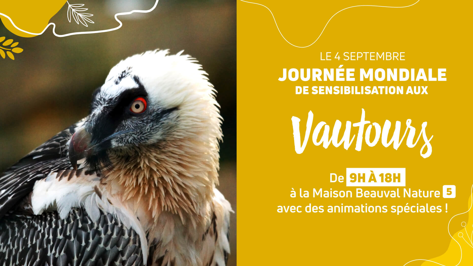 Vautours : une journée mondiale qui vaut le détour ! - Beauval Actus