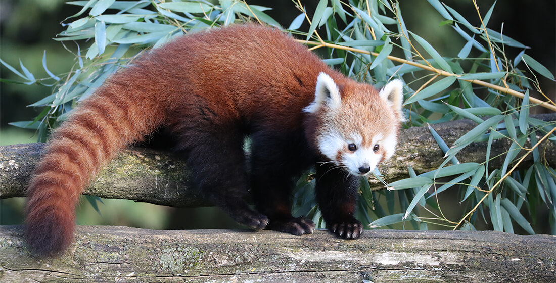 Inès, femelle panda roux parrainable