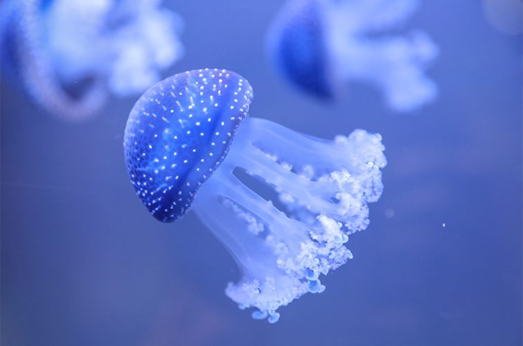 Nouveauté à Beauval : premières méduses en 42 ans d'histoire ! - Beauval  Actus