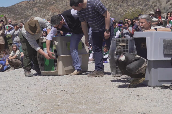 Argentine : un nouveau relâché de condors des Andes !