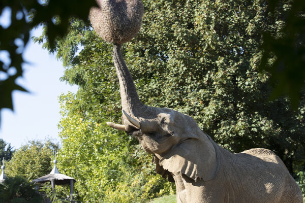 Éléphants : un outil pour mesurer la force de l’extrémité de leur trompe