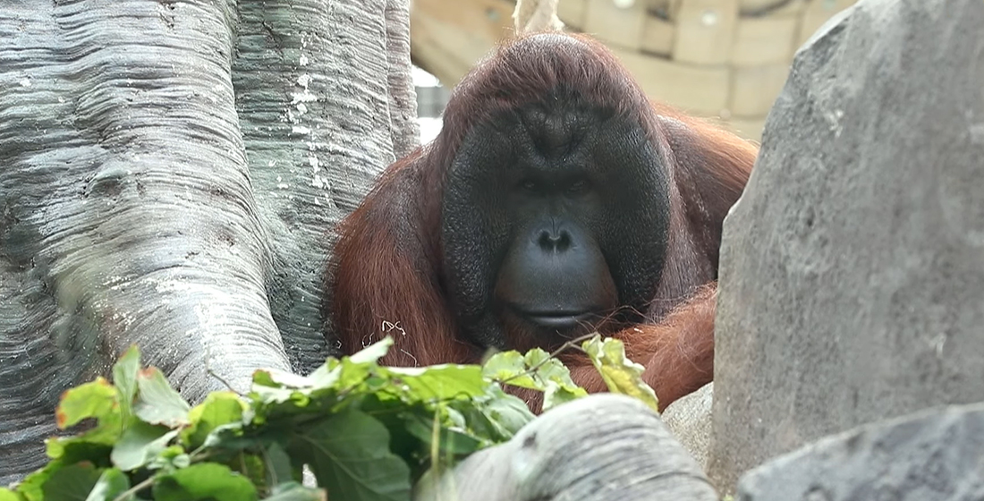 Tigu, le mâle orang-outan