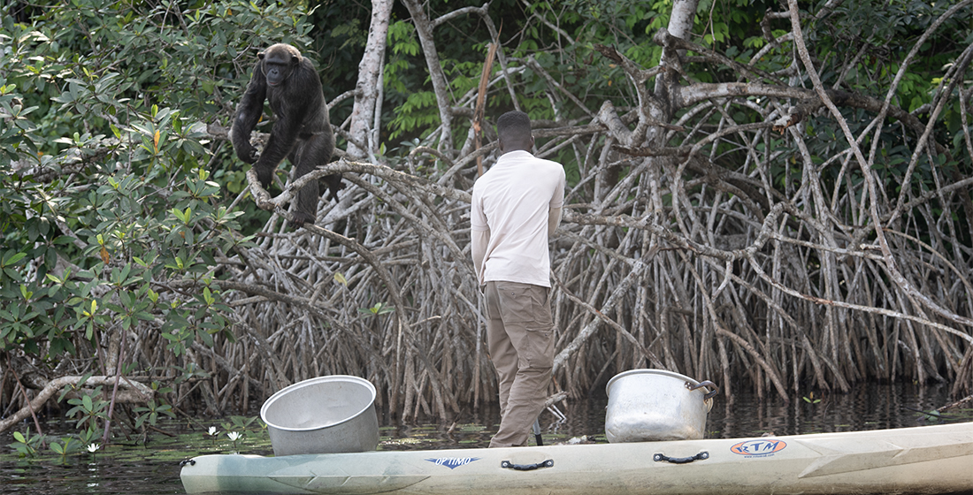 L'équipe help Congo au nourrissage des chimpanzés