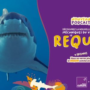 La saison 2 du podcast Mécaniques du vivant de France Culture est dédiée au requin