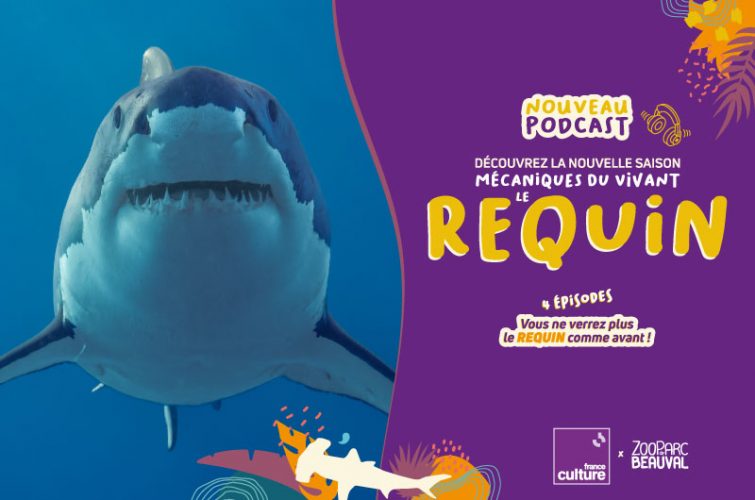 La saison 2 du podcast Mécaniques du vivant de France Culture est dédiée au requin
