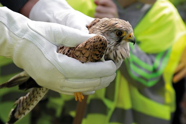 Le 3 avril, Beauval Nature ouvre un centre de soins pour la faune locale blessée