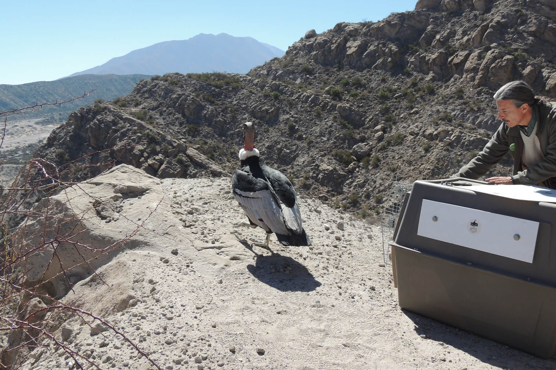 réintroduction condor des Andes en Argentine
