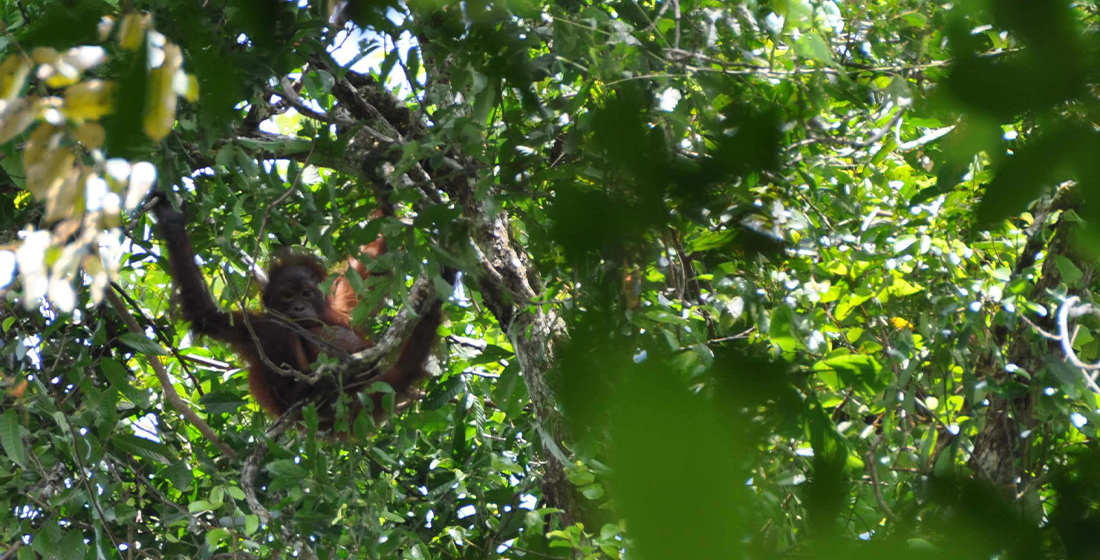 Orang-outan sur un arbre