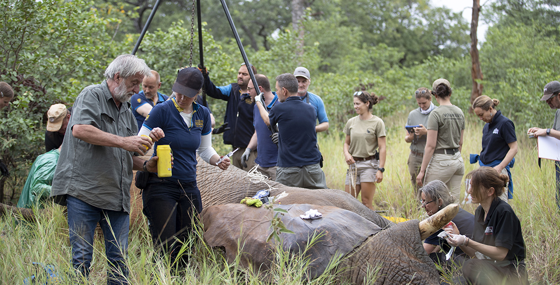 Intervention sur un éléphant sauvage dans le cadre du projet Frozen Dumbo