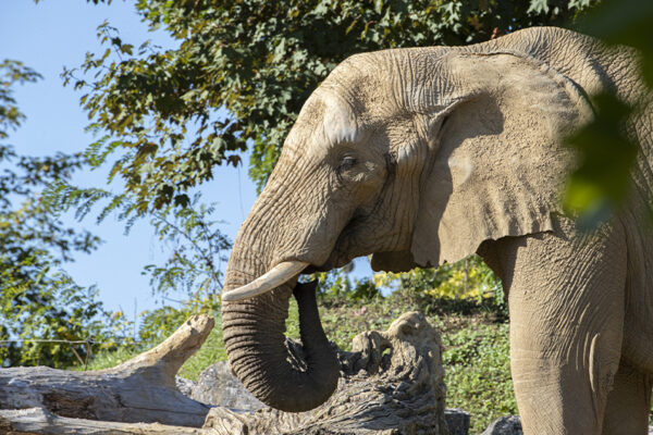 Connaissez-vous les différentes menaces qui pèsent sur les éléphants ?