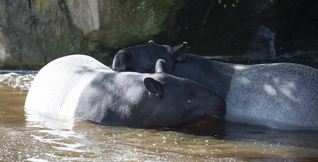 Tioman et Utari, les deux tapirs malais de Beauval