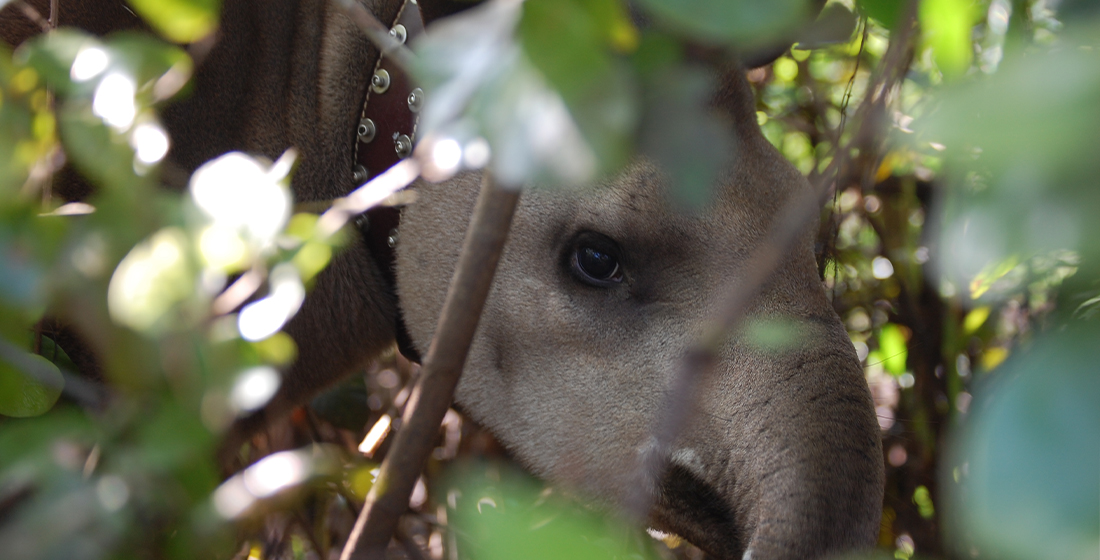 Tapir terrestre au Brésil avec un collier GPS