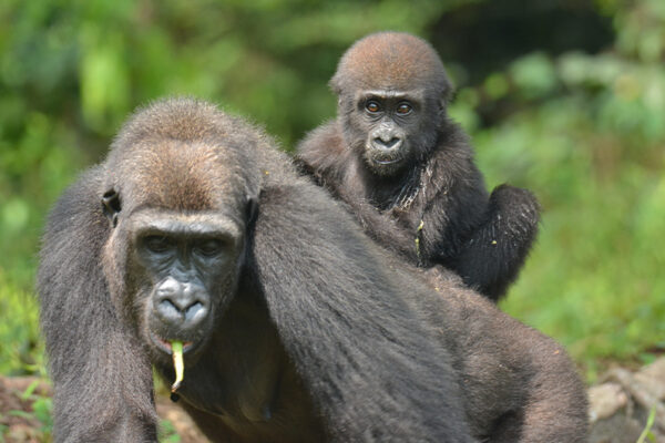 Gorilles au Gabon : des nouvelles réjouissantes !
