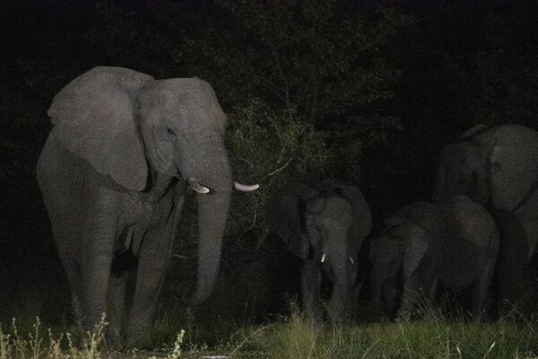 Une nuit avec les éléphants de forêt