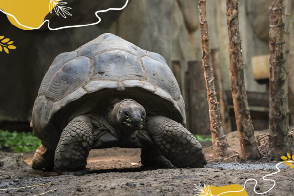 Journée mondiale des tortues : protégeons-les !