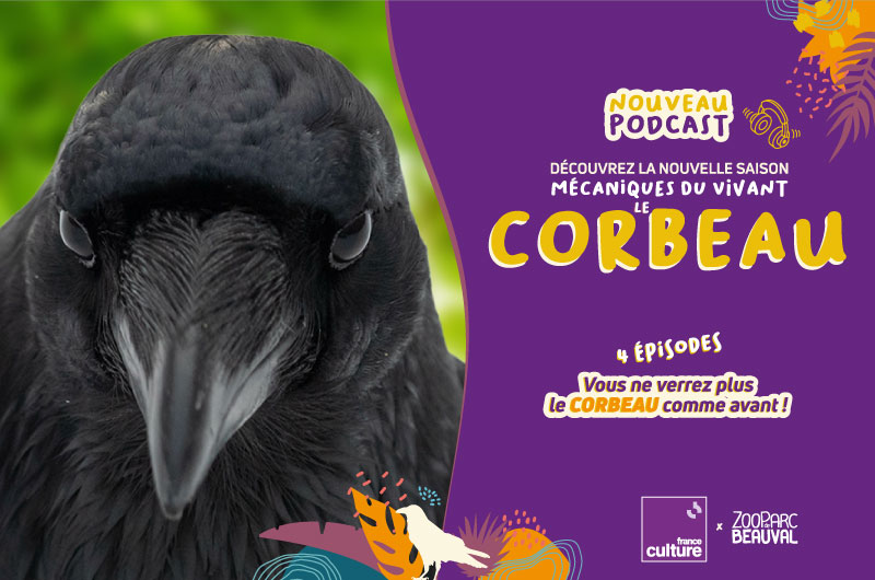 Le corbeau, cet oiseau noir pourtant si brillant, à l’honneur sur ...