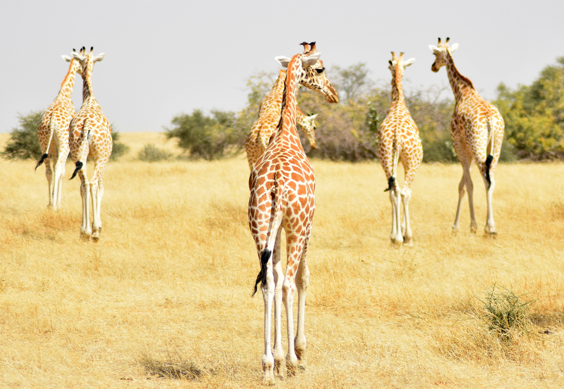 groupe girafe d'Afrique de l'Ouest