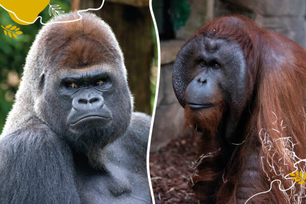 Les Grands Singes : stars de la Maison Beauval Nature !