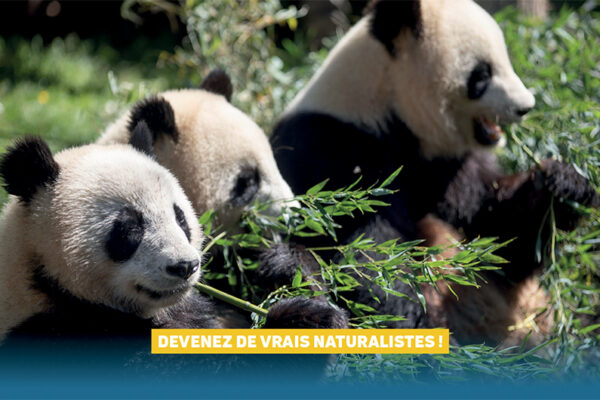 Nouvelle activité famille pour l’été : sur les traces du panda géant !