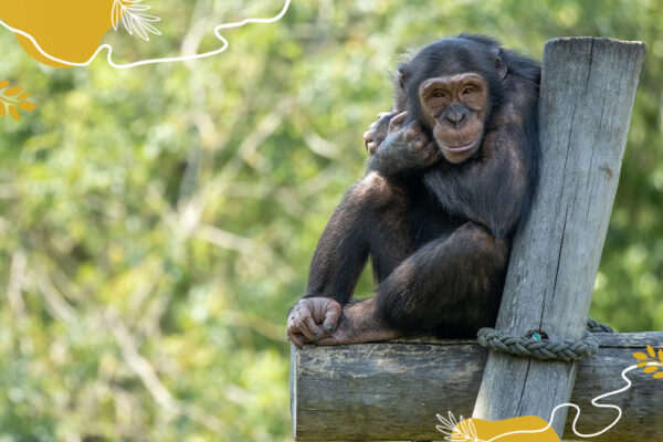 Chimpanzés : les « faux hommes » à l’honneur !