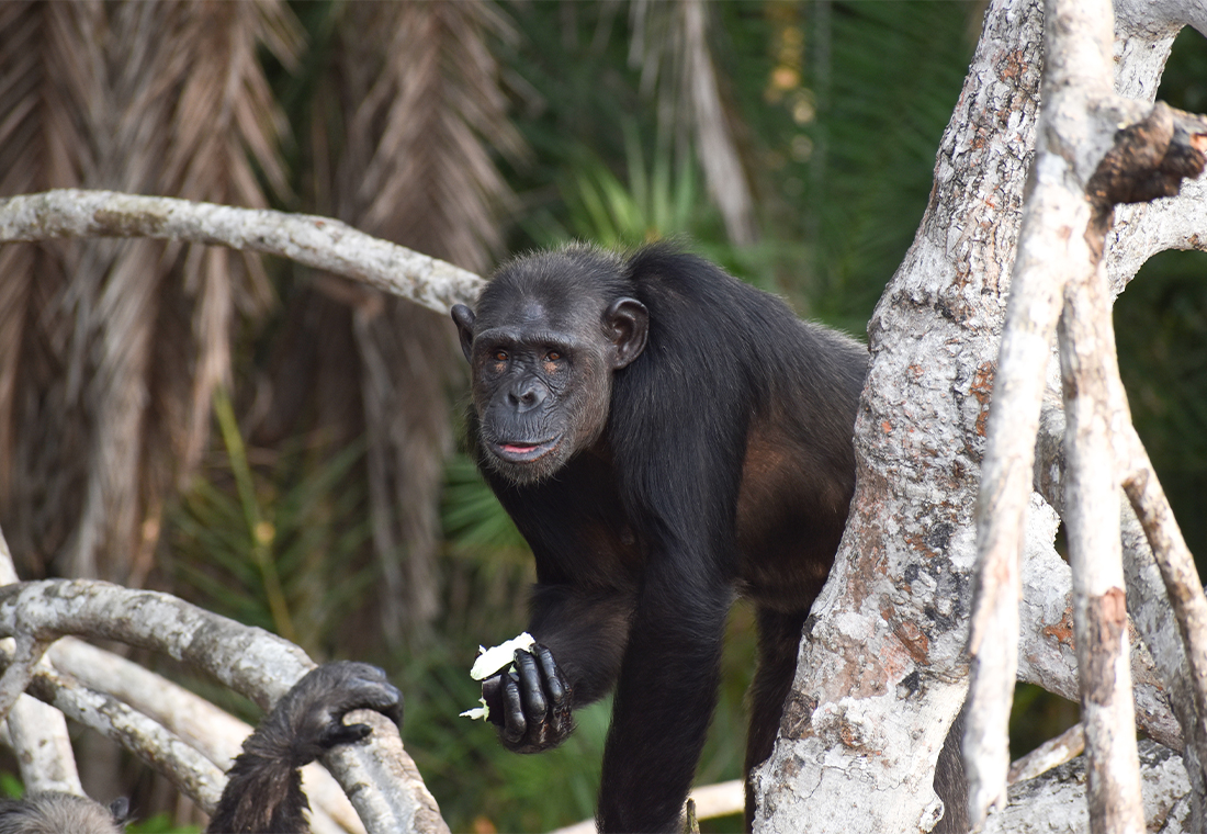 chimpanzé du programme Help Congo