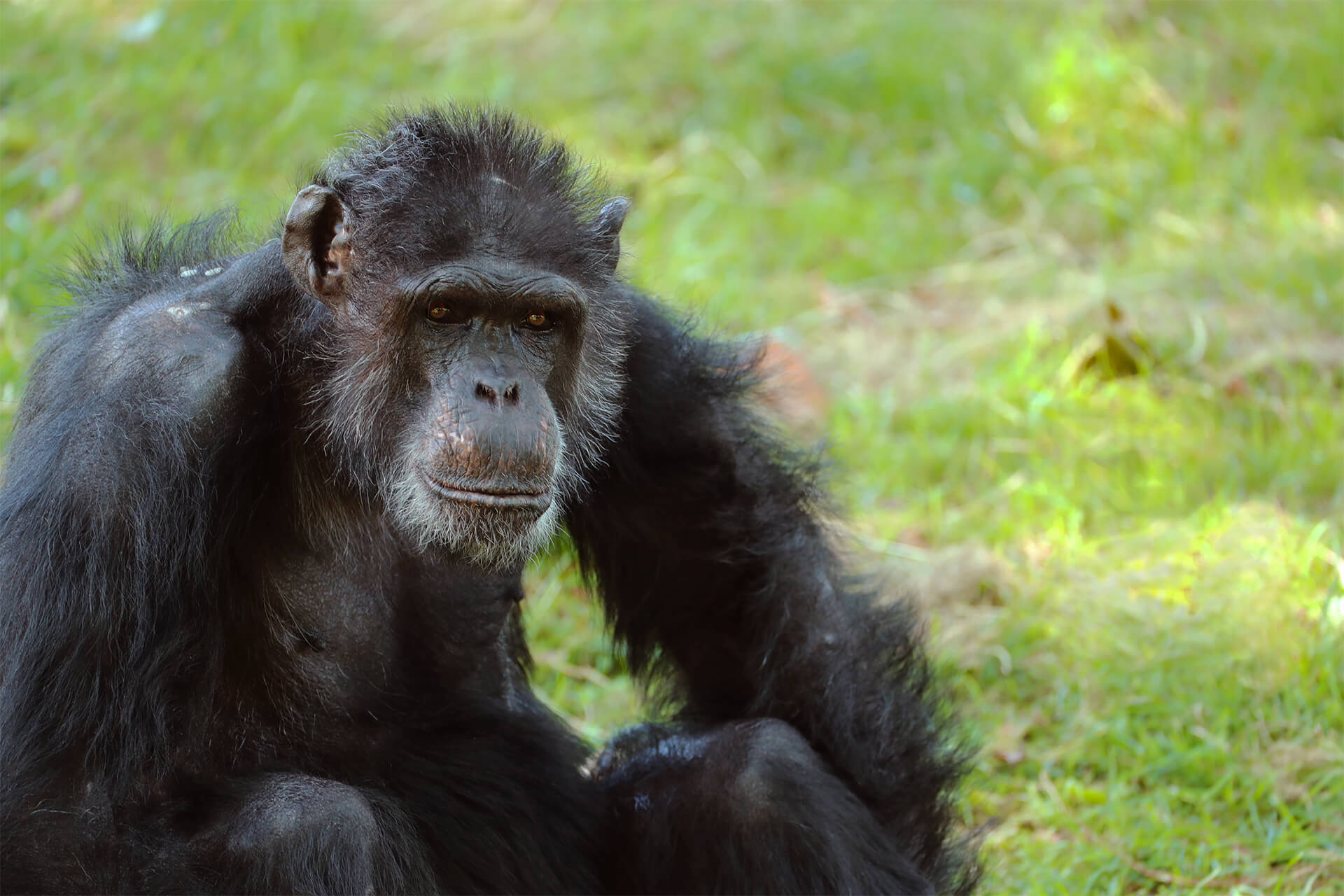 Joseph, mâle chimpanzé de Beauval