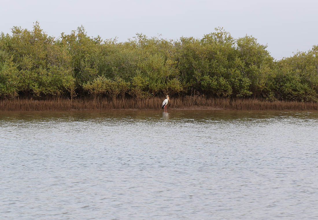 mangrove avec un tantale ibis