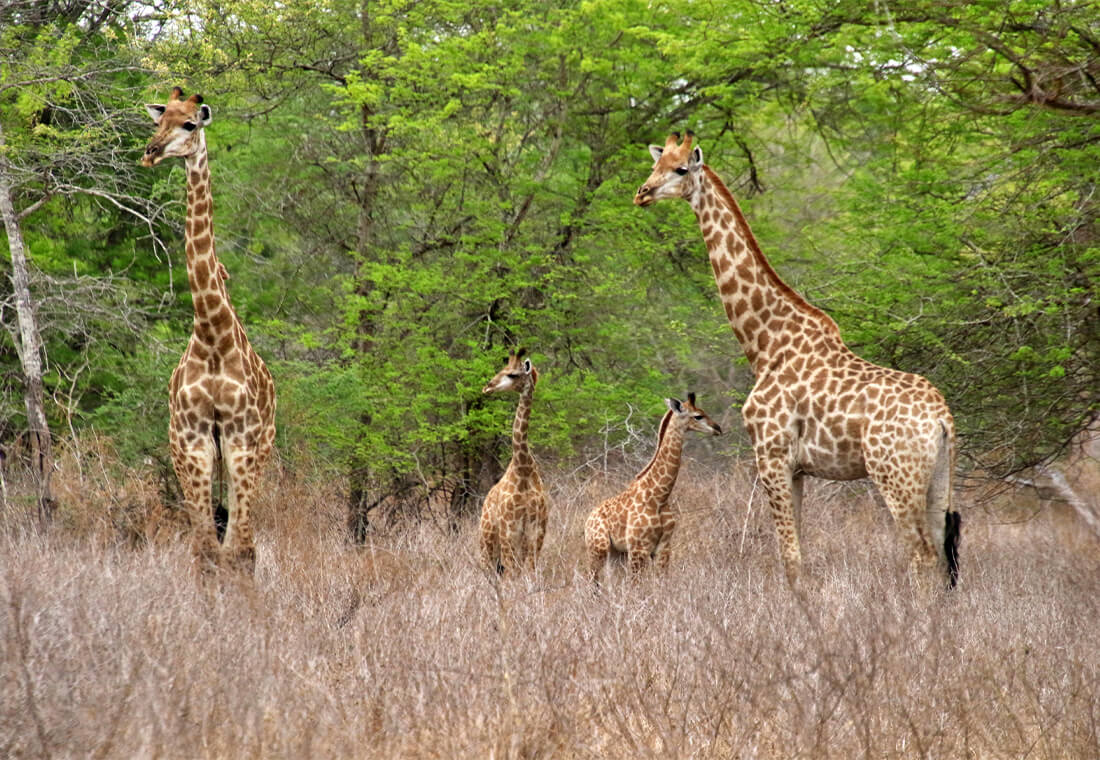 girafes en Afrique