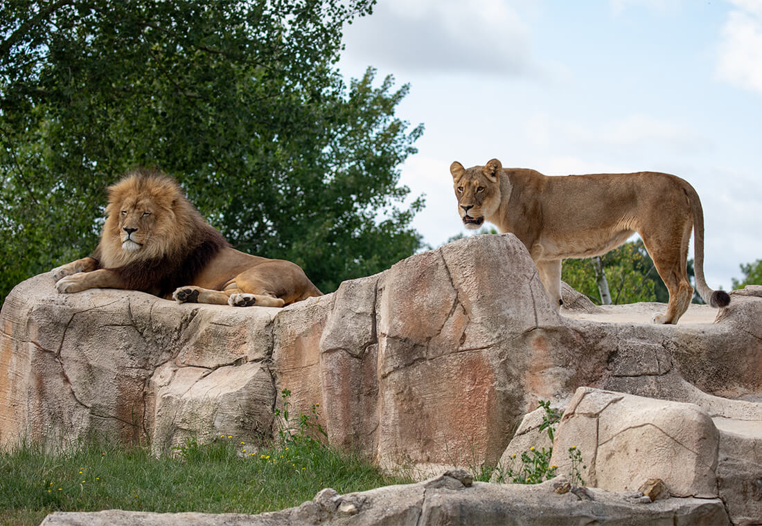 couple de lion d'Afrique à Beauval