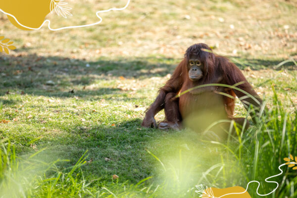 Journée mondiale des orangs-outans : protégeons ces primates !