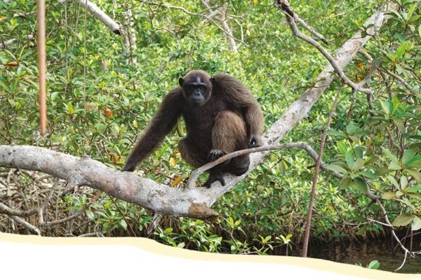 Help Congo au zoo, plongez au cœur du programme de conservation de Beauval Nature !