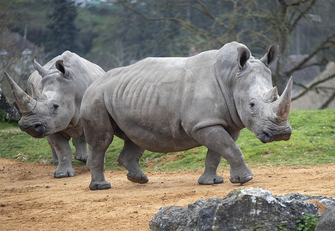 rhinocéros blancs