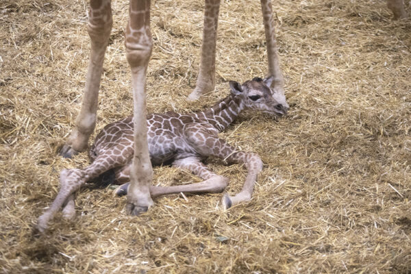 Très belle nouvelle chez les girafes : une petite femelle est née !